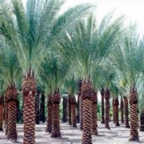 buy date palm plant   india  cheap price  plantsgurucom