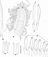 Afbeeldingsresultaten voor "Pionosyllis Lamelligera". Grootte: 155 x 185. Bron: www.researchgate.net
