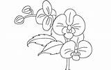Orchid Coloring Clipart Line Drawing Pages Flowers Printable Getdrawings Clipground sketch template