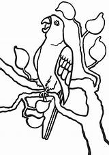 Parrot Coloring Pages Colouring Tree Printable Kids Parrots Colour Clipart Cartoon Cliparts Color Pirates Pirate Library Printables Popular sketch template