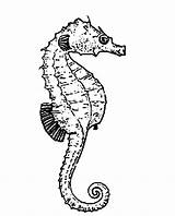Seahorse Dorsal sketch template