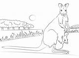 Wallaby Coloring Pages Baby Necked Red Kangaroo Aboriginal Printable Supercoloring Animal Colouring Template Drawing Sketch Categories Animals Crafts sketch template