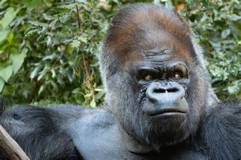 silverback gorilla vip      year  recovery  surgery