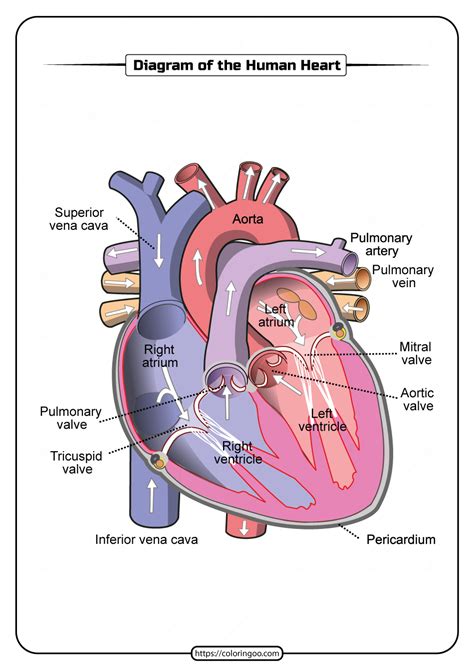 detailed diagram  human heart