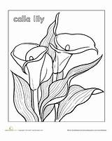 Lily Calla Coloring Lilies Pages Flower Drawing Color Printable Education Flowers Kids Getdrawings Drawings Outline Gif Disney sketch template