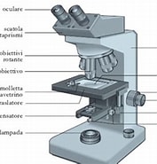 Risultato immagine per microscopio a cosa serve. Dimensioni: 177 x 185. Fonte: www.progettosani.it