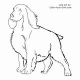 Spaniel Springer Coloring Cocker Pages Color Dog Printable Line Getcolorings Index Printables Dogs Kids Own sketch template