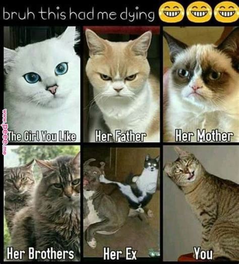 60 New Hot Funniest Cat Memes To Welcome 2021 Funny Grumpy Cat