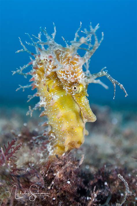 marine life underwater photography