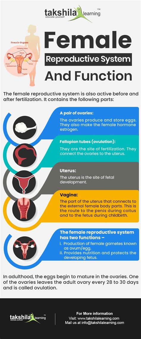 What Are The Parts Of The Human Reproductive System And Its Function