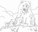 Bear Grizzly Coloring Cubs Pages Drawing Cub Realistic Printable Mother Color Bears Drawings Colorings Brown Super sketch template