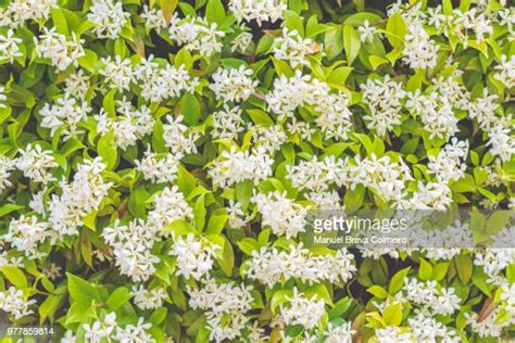 jasmine field photos and premium high res pictures getty images