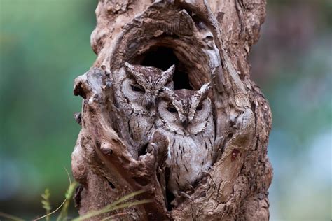nature animals trees owl tree stump camouflage wood depth
