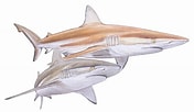 Afbeeldingsresultaten voor "carcharhinus Brachyurus". Grootte: 176 x 102. Bron: www.sharks.org