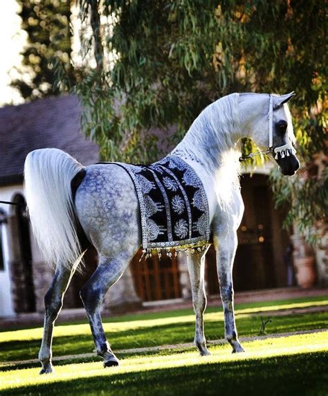 beautiful arabian horses images  pinterest horses