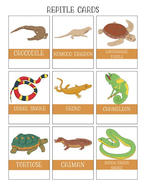 images  printable reptile worksheets reptile worksheet