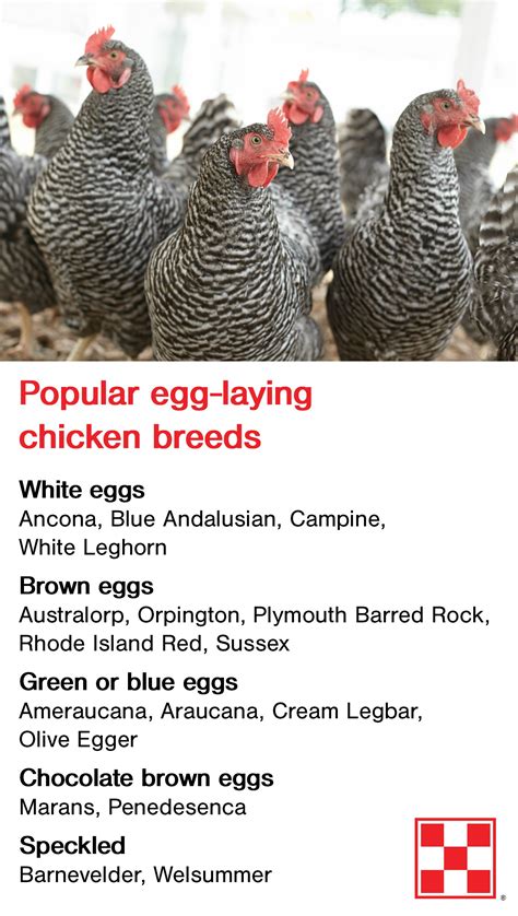 Backyard Chicken Breeds Can Lay Eggs In Many Fun Colors – From