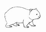 Wombat Draw sketch template