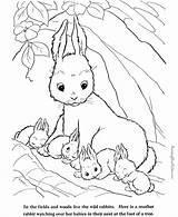 Coloring Pages Baby Bunnies sketch template