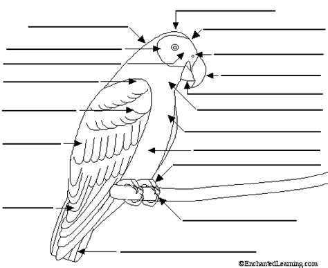 label  external bird anatomy diagram
