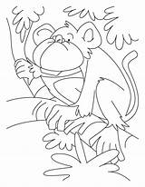 Monkey Coloring Howler Pages Drawing Face Crocodile Spider Sock Popular Library Getdrawings Clipart Coloringhome sketch template