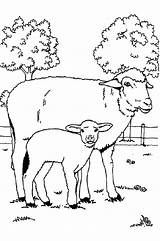 Sheep Coloring Mother Baby Her Kids sketch template