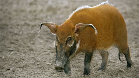 schweine schweinische vielfalt schweine haustiere natur planet