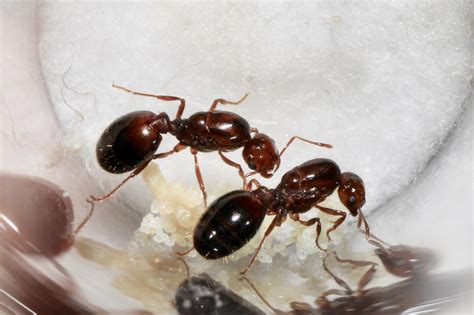 queen ants massachusetts general market place ants myrmecology forum