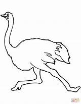 Ostrich Coloring Running Pages Drawing Categories sketch template