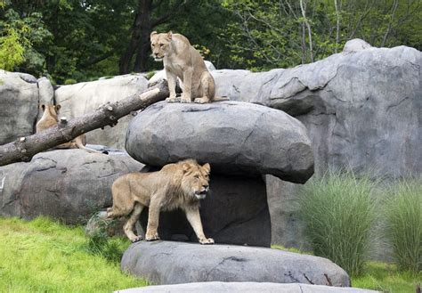 lion oregon zoo