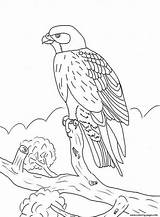 Falcon Coloring Pages Bird Kids Color Printable Print Easy Falcons Sheet sketch template