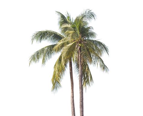 palmier transparent  png