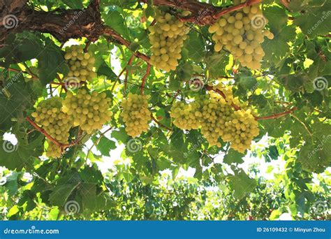 grapes  wine yard stock photography image