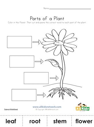 kindergarten worksheet  plants plants  exercise