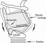 Vocal Larynx Laryngospasm Cords Tension Rocking Threatening Emergency Life Changing Laryngeal Thyroid Mechanism Airway Anatomy sketch template