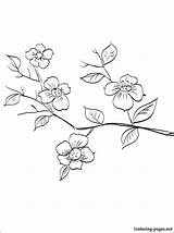 Coloring Tree Spring Pages Branch Fruit Flowering Flowers Drawing Printable Getdrawings Getcolorings Color sketch template