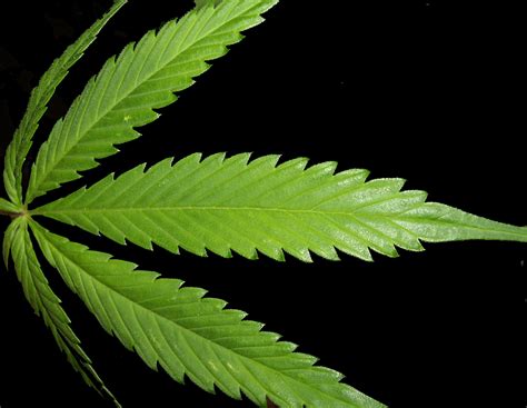 marijuana leaf wallpaper wallpapersafari