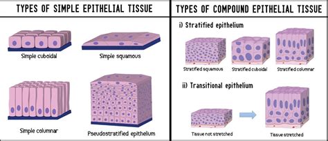 types  epithelial tissue definition characteristics  functions