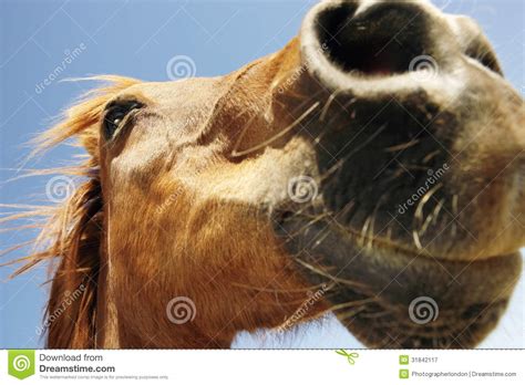 de snuit van het paard tegen hemel stock afbeelding image  nave geacclimatiseerd