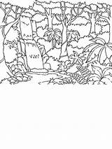 Rainforest Diorama sketch template