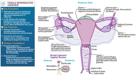 Anatomy And Physiology Anatomical Overview Of The Female Reproductive