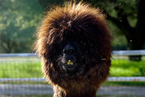the 21 sexiest alpacas on the planet i had no idea they were so stylish