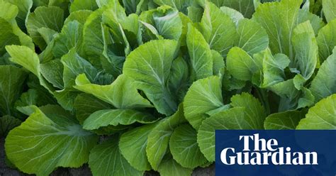 mustard cabbage the most underrated greens to grace australian tables