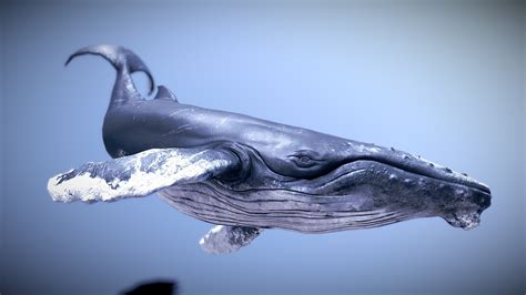 humpback whale buy royalty   model  goldenztuff atdhjwdwd