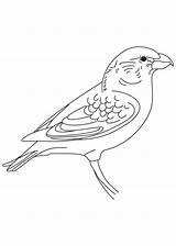 Crossbill Coloring Parrot sketch template