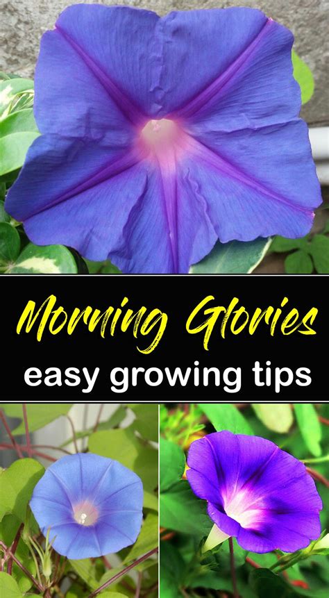 grow morning glory growing morning glory   container