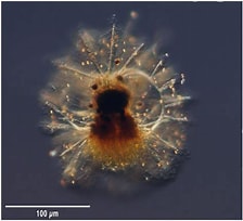 Image result for "acanthodesmia Vinculata". Size: 224 x 204. Source: gallery.obs-vlfr.fr