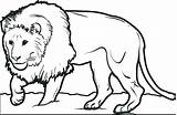 Colouring Lions Disegnare Leone Leoni Disegni Colorare Cub Colorings Gaddynippercrayons sketch template