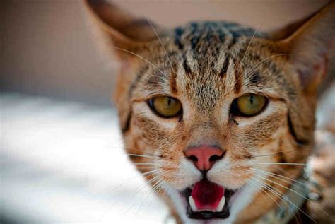 ashera cat cat breeds informations