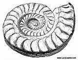 Coloring Ammonite Fossil Designlooter 233px 58kb sketch template